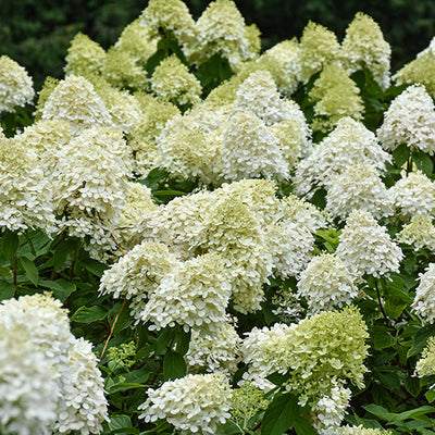Hydrangea Limelight Prime