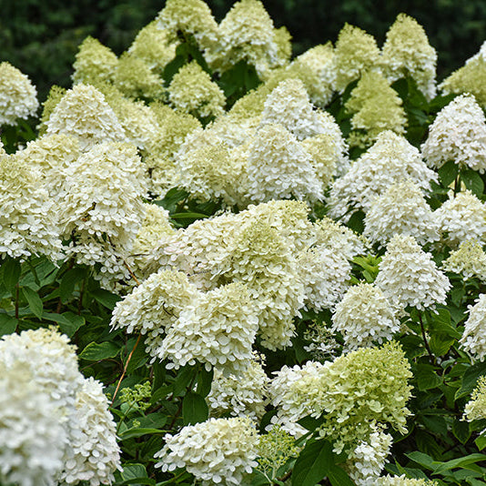 Hydrangea Limelight Prime