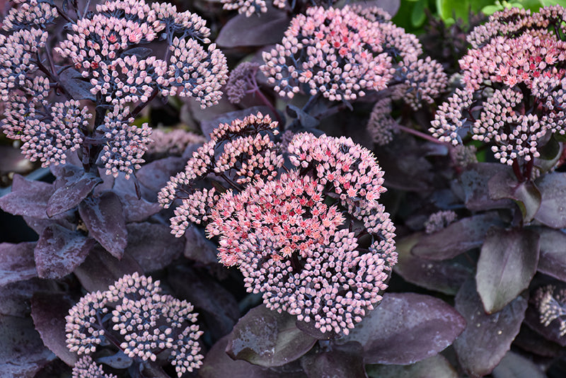 Sedum Stonecrop Mojave Jewels Sapphire - 6" Perennial
