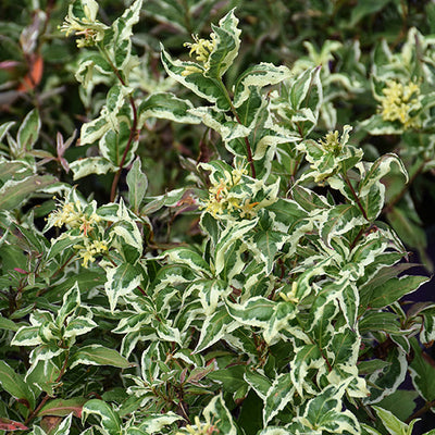 Diervilla Cool Splash Honeysuckle