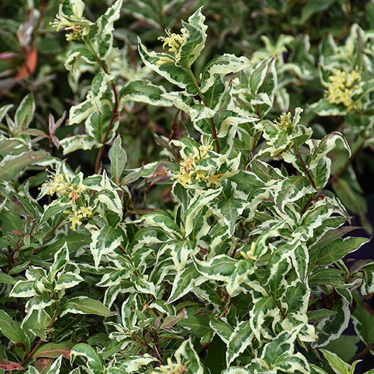 Diervilla Cool Splash Honeysuckle