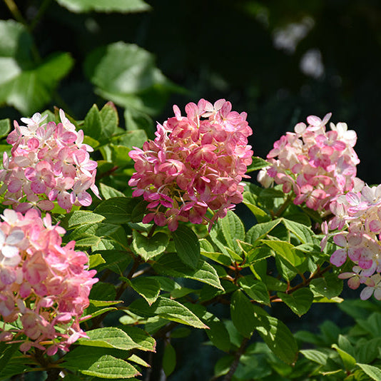 Hydrangea Little Lime Punch