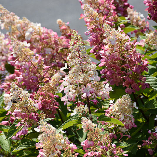 Hydrangea Pinky Winky Prime