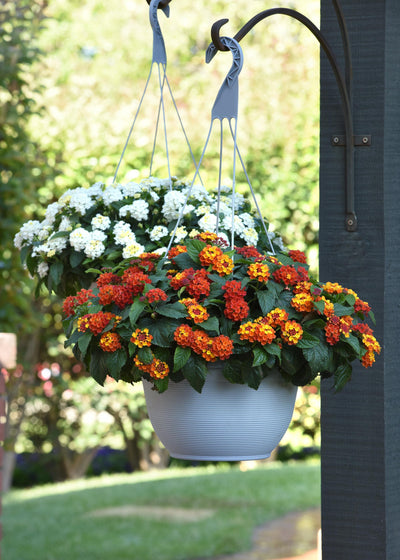 Lantana Shamrock Orange Flame - 8" Planter