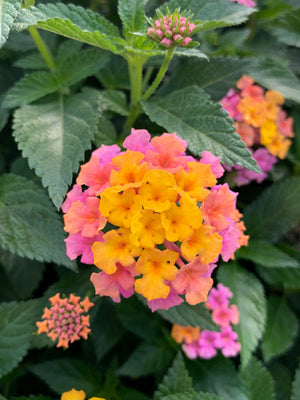 Lantana Shamrock Rose Gold - 8" Planter