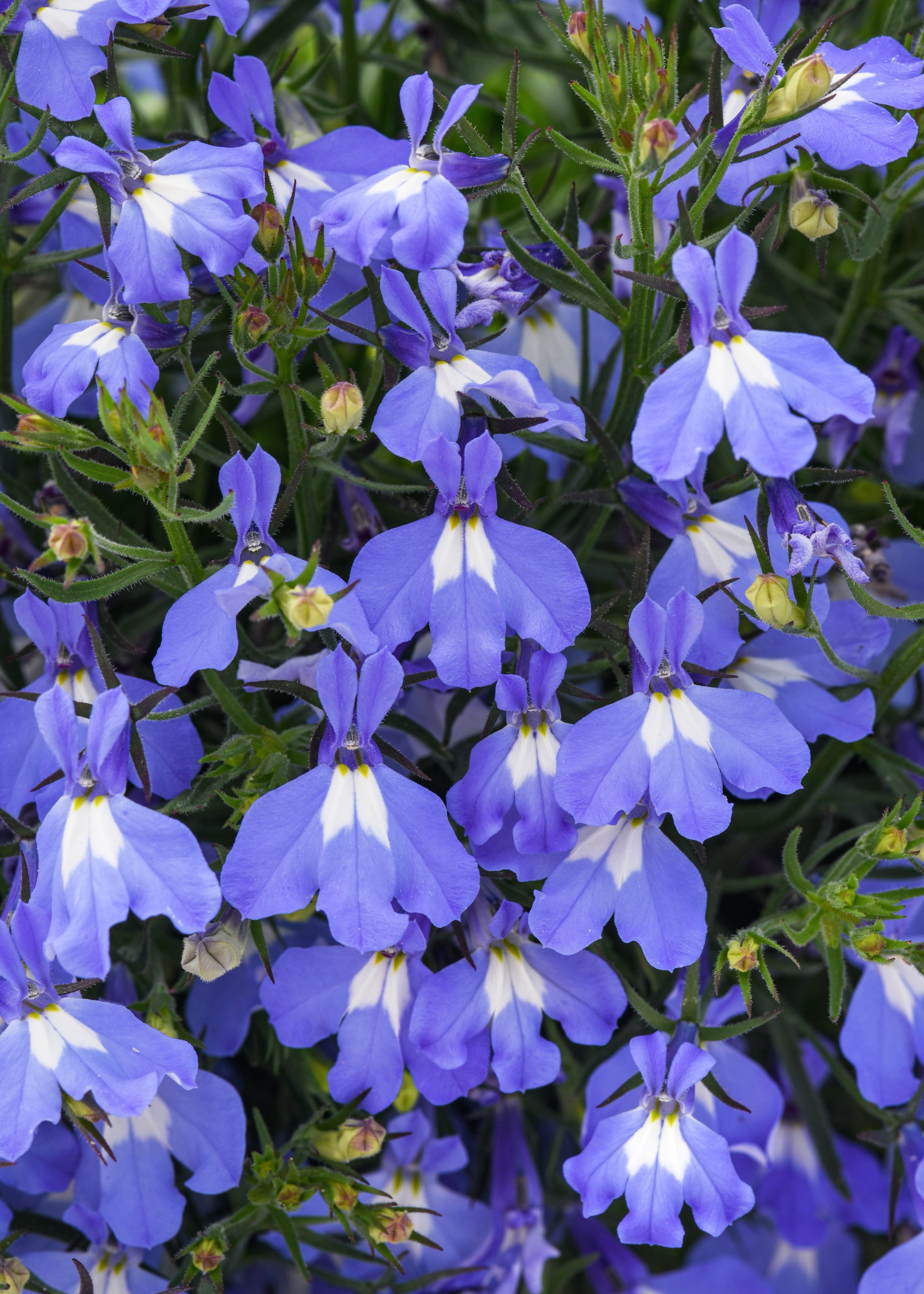 Lobelia Heatopia Sky Blue - 4.33" Premium Annual