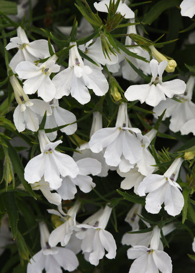 Lobelia Heatopia White - 4.33" Premium Annual
