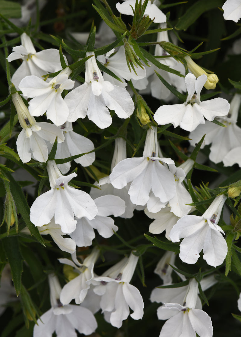 Lobelia Heatopia White - 4.33" Premium Annual