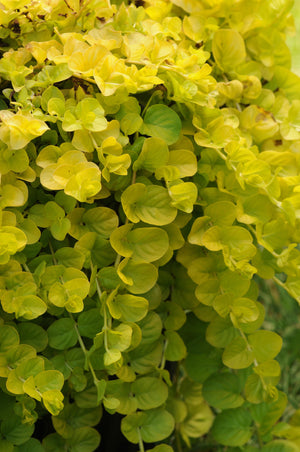 Lysimachia 'Goldilocks' Creeping Jenny - Jumbo 4 Pack Accents