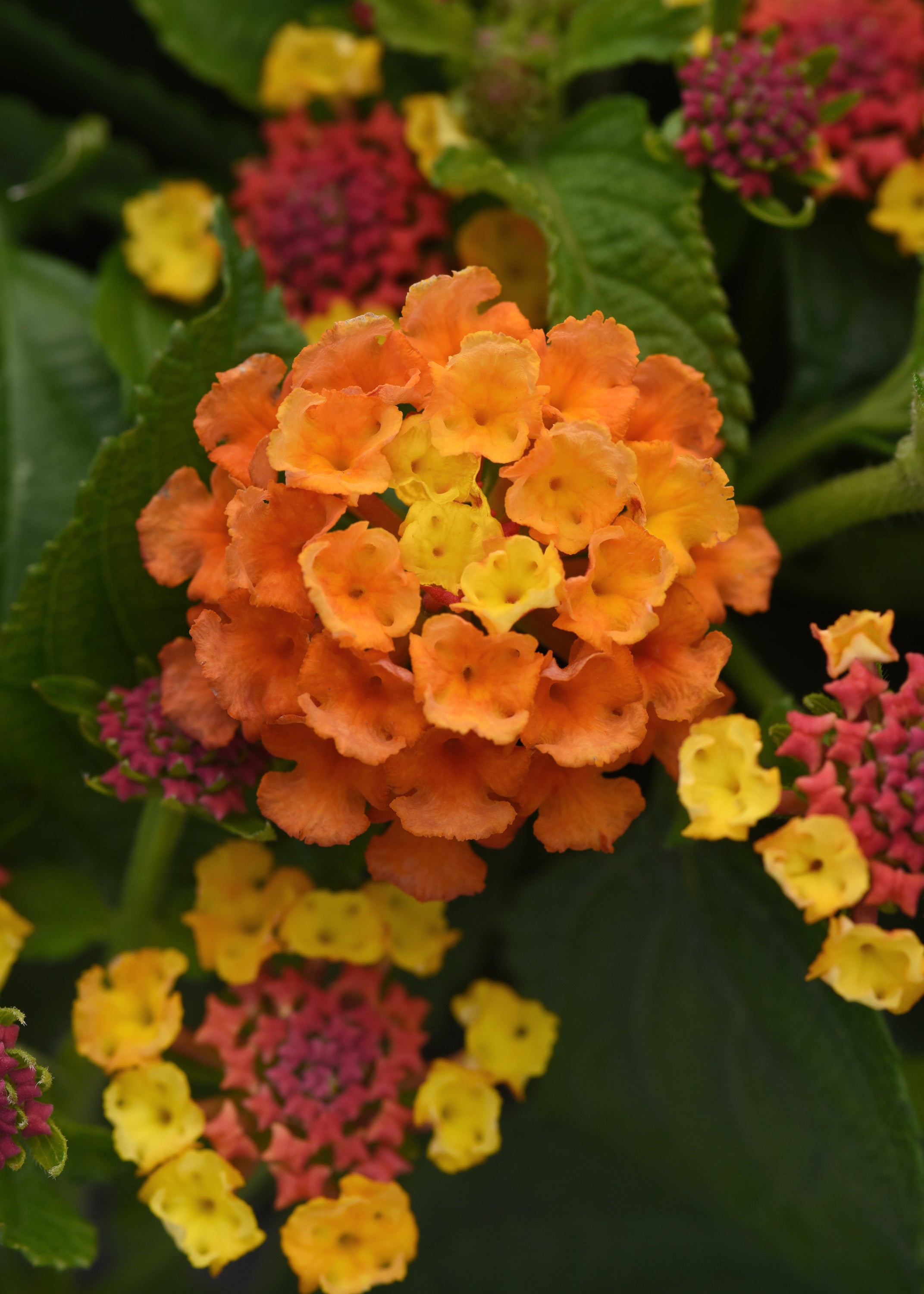 Lantana Shamrock Orange Flame - 8" Planter