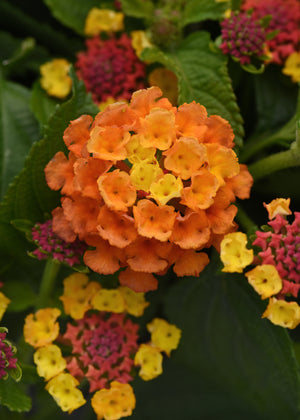 Lantana Shamrock Orange Flame - 8" Planter