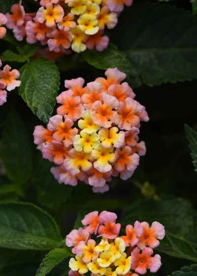 Lantana Shamrock Peach - 4.33" Premium Annual