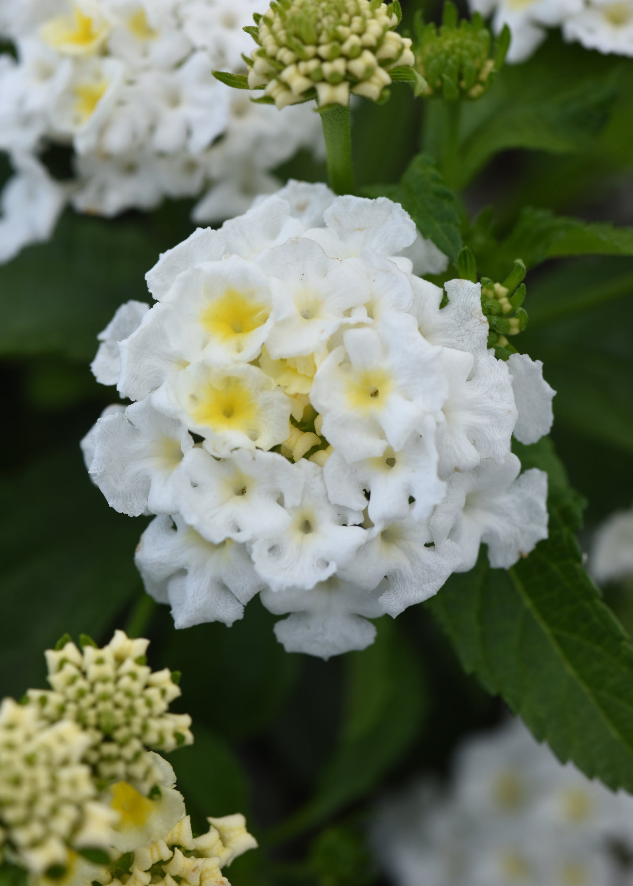 Lantana Shamrock White - 4.33" Premium Annual