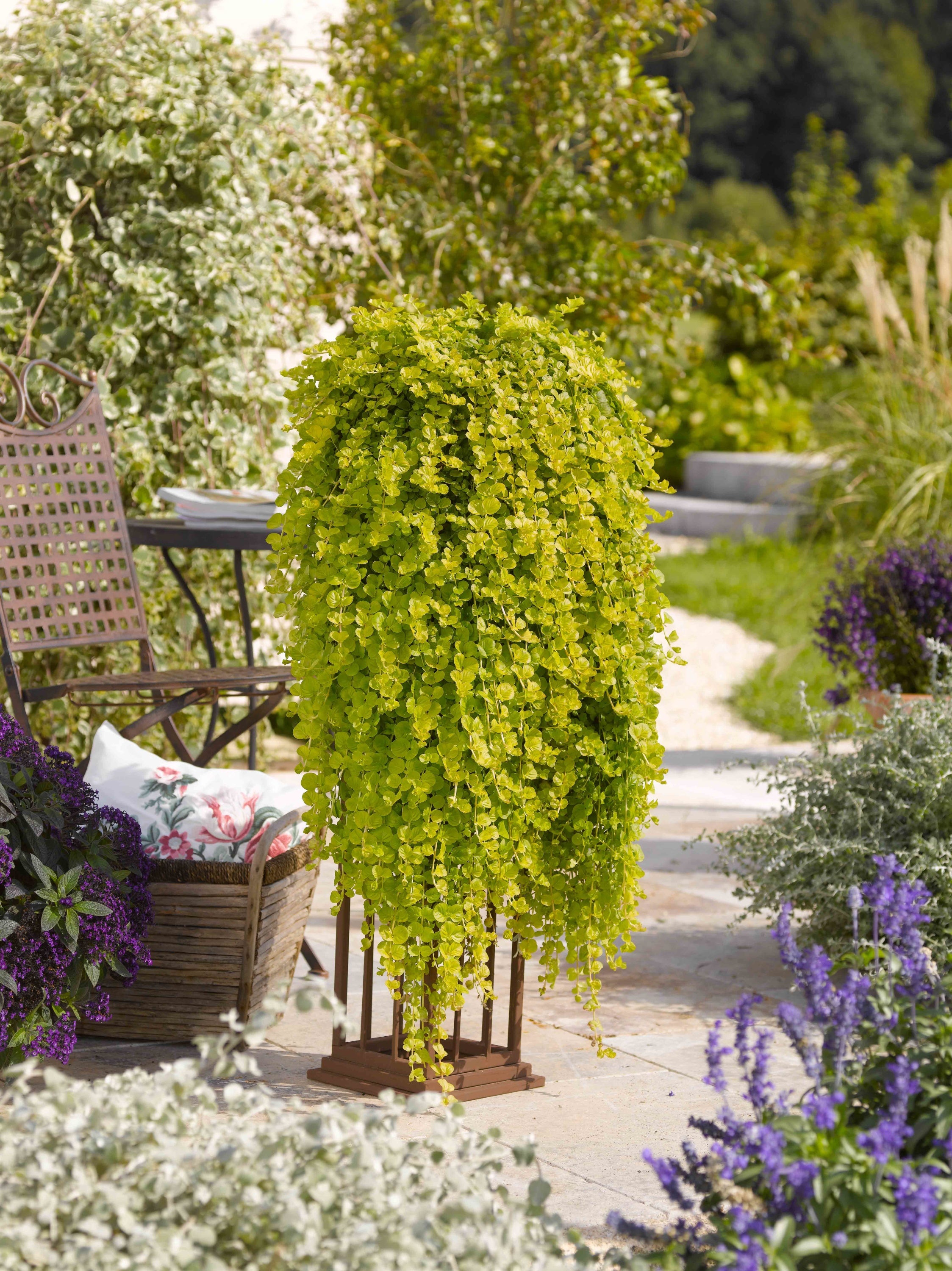 Lysimachia 'Goldilocks' Creeping Jenny - Jumbo 4 Pack Accents