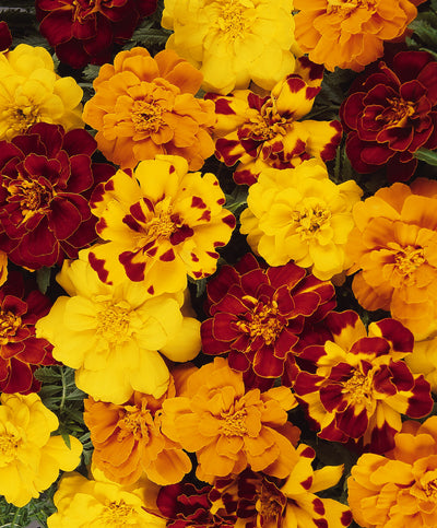Marigold Durango Outback Mix - 4 Pack Annual