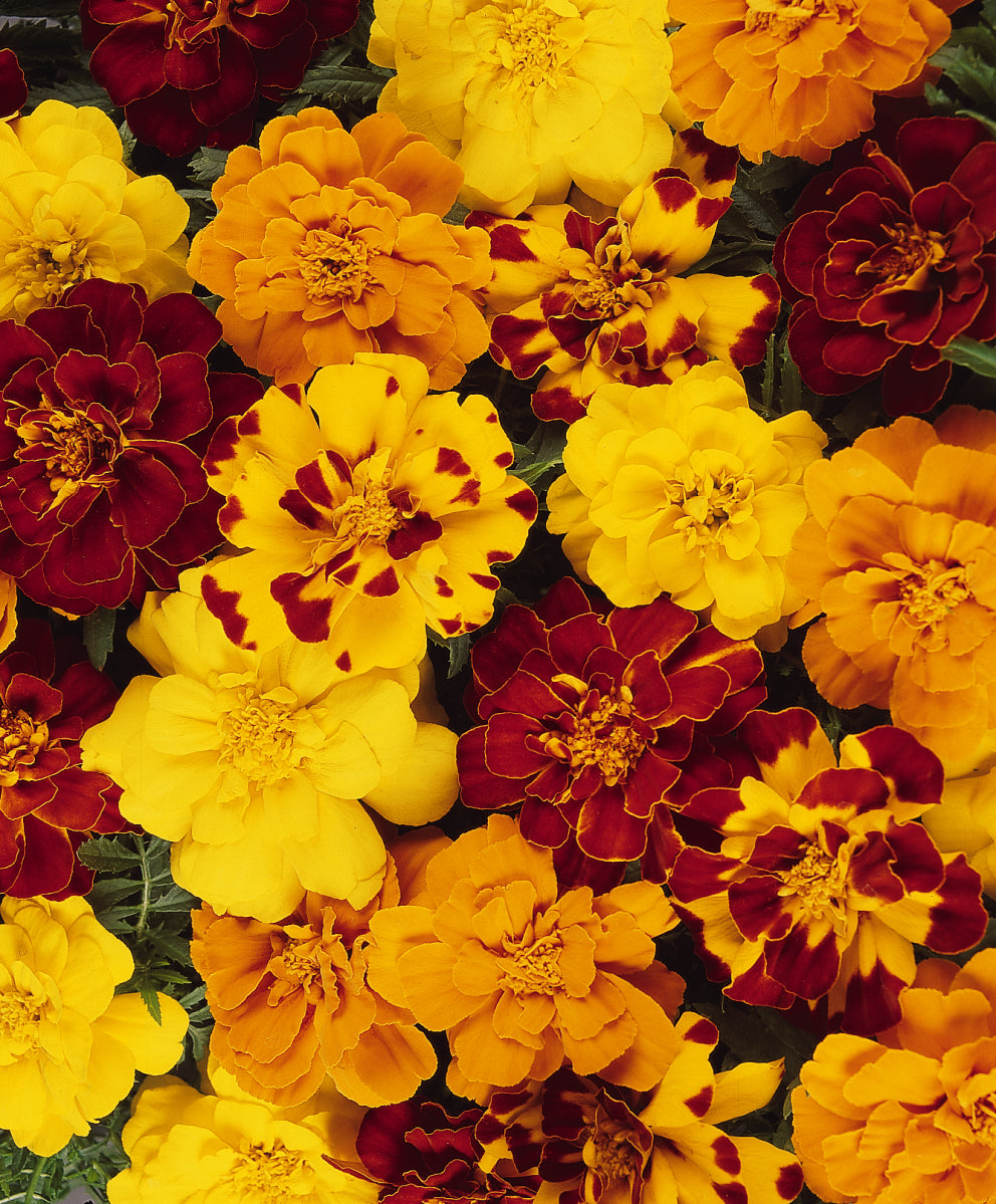 Marigold Durango Outback Mix - 4 Pack Annual