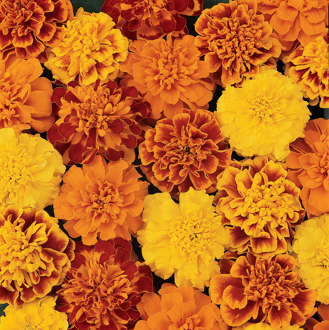 Marigold Bonanza Mix - 4 Pack Annual