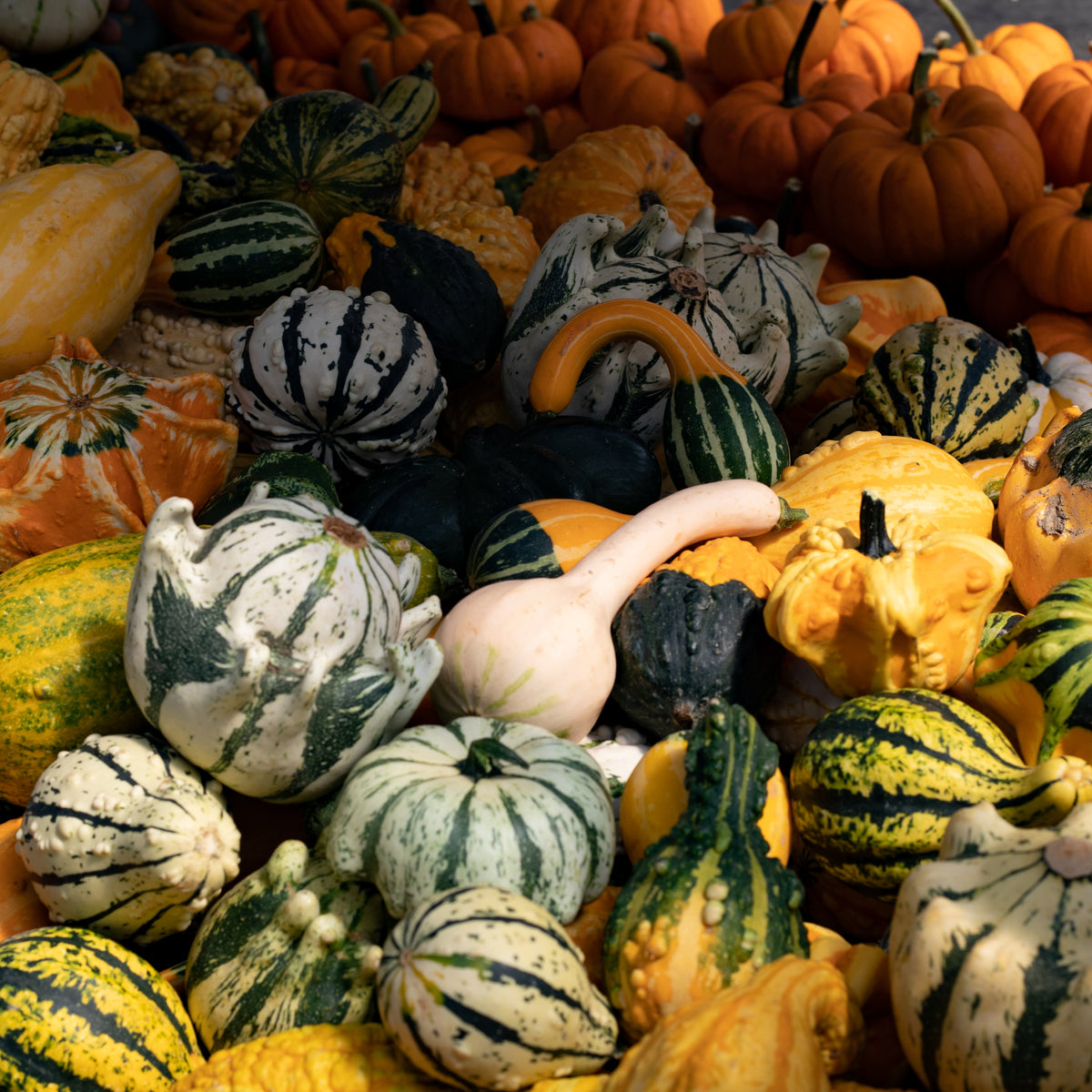 Gourds, Mini Pumpkins