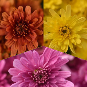 Axios Tricolor (Mix 5) - 14" Deco Pot Garden Mum