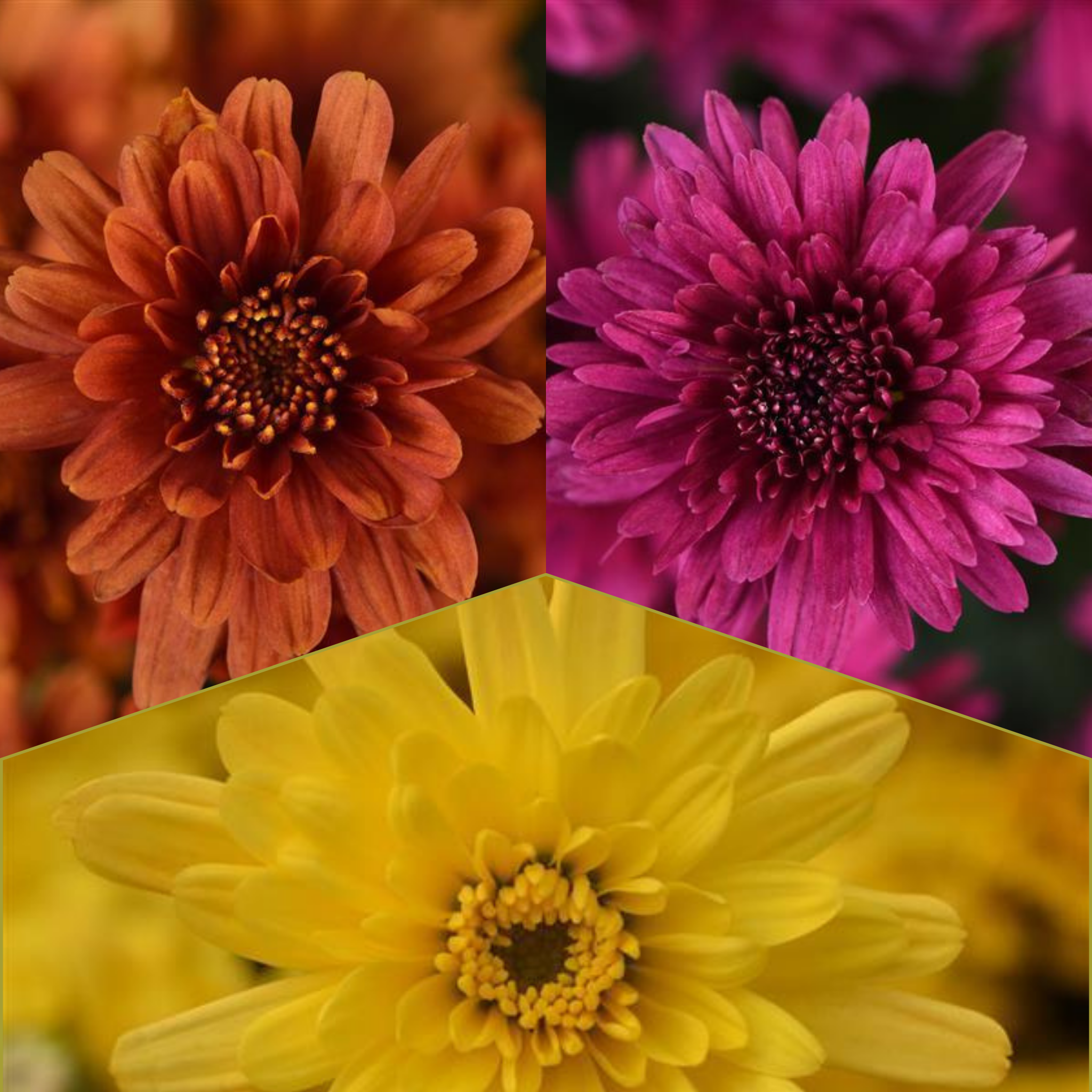 Axios Tricolor (Mix 5) - 9"x6" Potted Garden Mum
