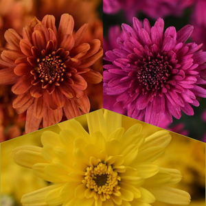 Axios Tricolor (Mix 5) - 9"x6" Potted Garden Mum