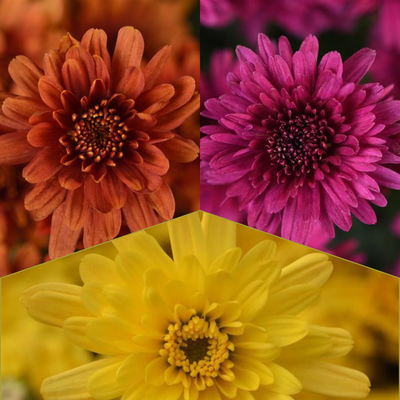 Axios Tricolor (Mix 5) - 9"x6" Potted Garden Mum