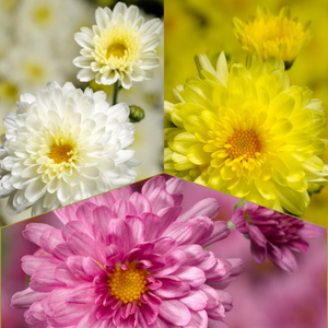 Chelsey Tricolor (Mix 4) - 13" Garden Mum Hanging Basket