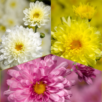 Chelsey Tricolor (Mix 4) - 13" Garden Mum Hanging Basket
