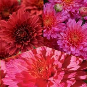 Flamingo Tricolor (Mix 6) - 10" Potted Garden Mum