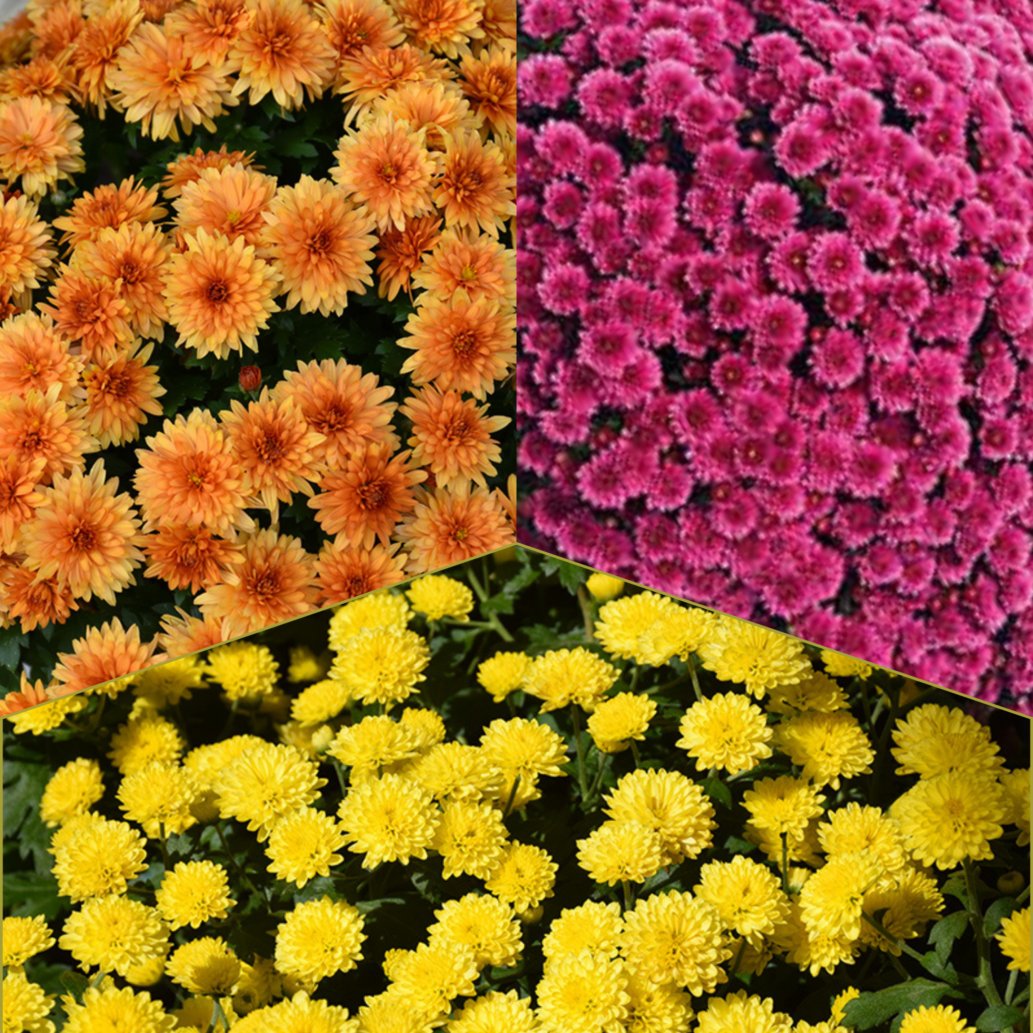 Jasoda Tricolor (Mix 8) - 9"x6" Potted Garden Mum