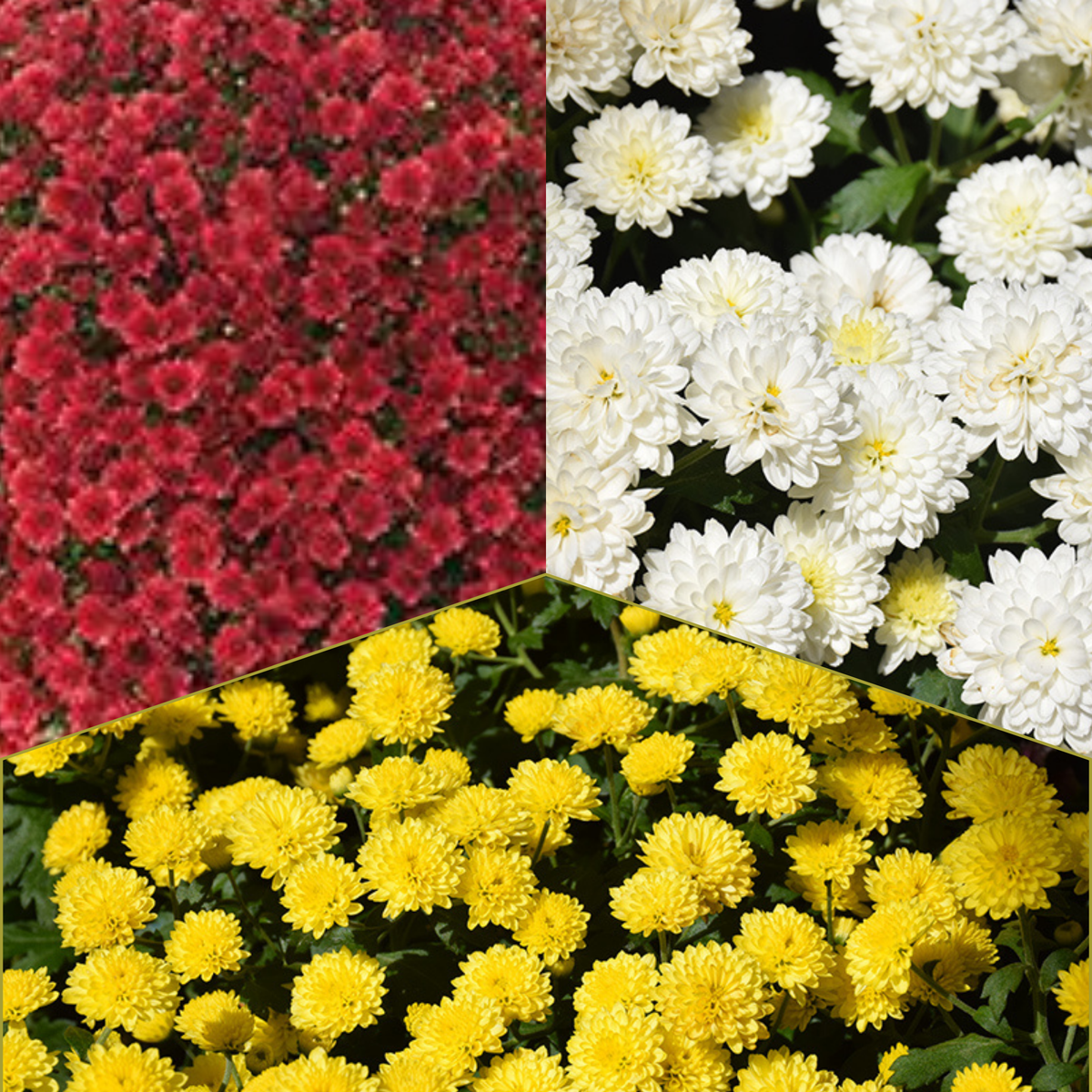 Jasoda Tricolor (Mix 7) - 9"x6" Potted Garden Mum