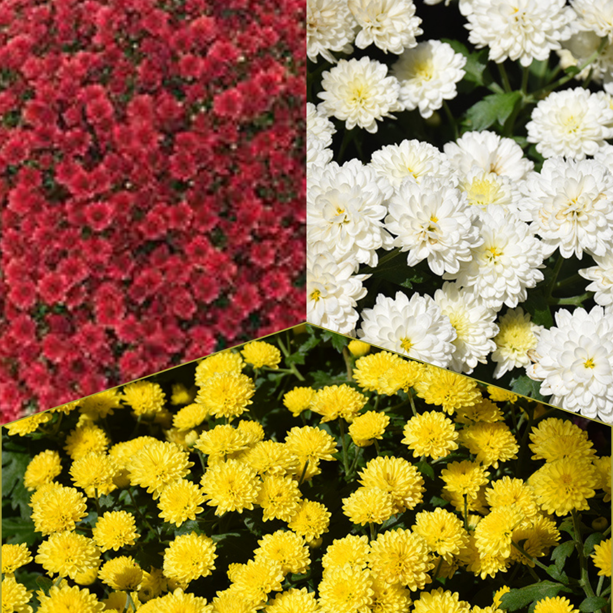 Jasoda Tricolor (Mix 7) - 9"x6" Potted Garden Mum