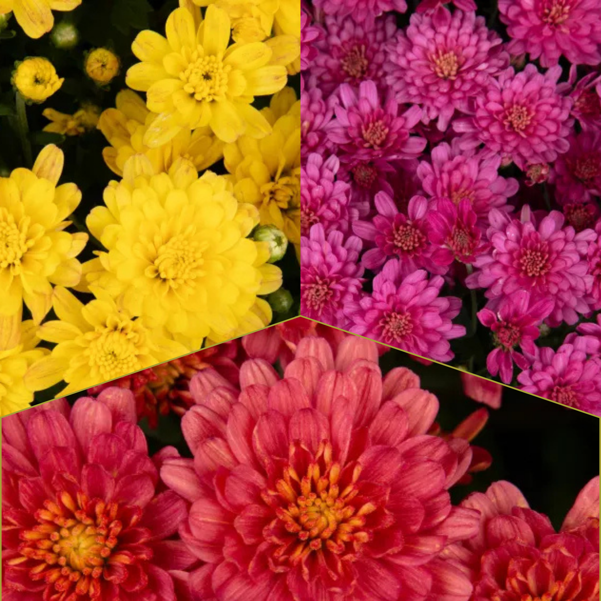Jacqueline Tricolor (Mix 3) - 14" Deco Pot Garden Mum