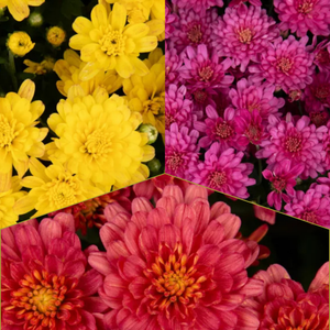 Jacqueline Tricolor (Mix 3) - 10" Potted Garden Mum