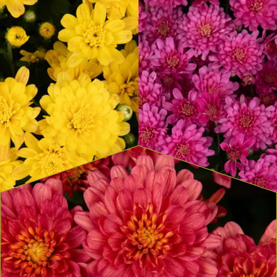 Jacqueline Tricolor (Mix 3) - 10" Potted Garden Mum