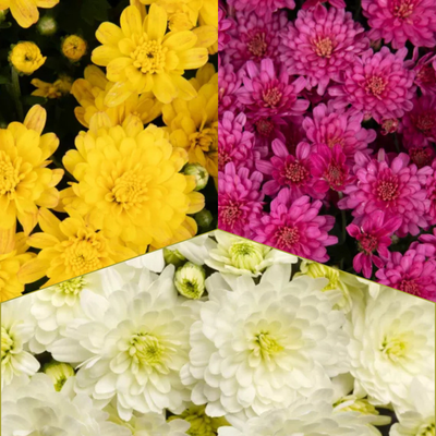 Jacqueline Tricolor (Mix 2) - 10" Potted Garden Mum