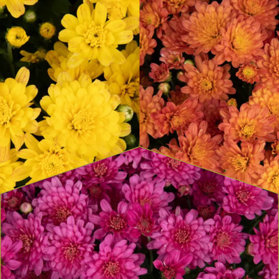 Jacqueline Tricolor (Mix 1) - 10" Potted Garden Mum