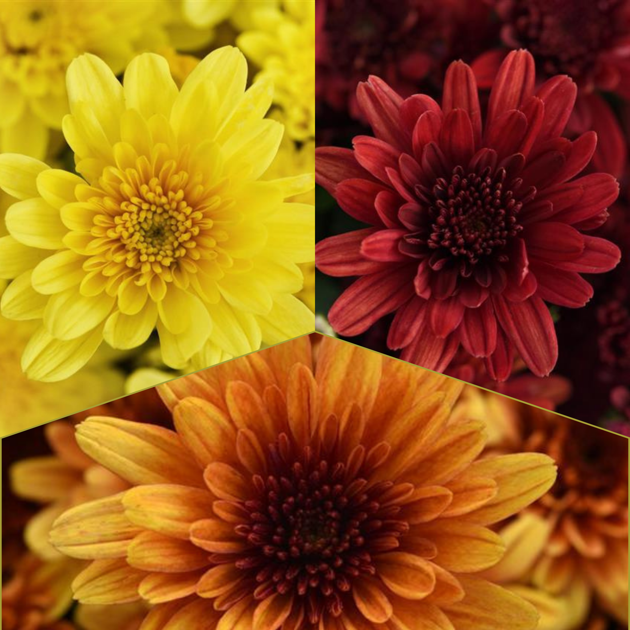 Milkshake Tricolor (Mix 9) - 13" Garden Mum Hanging Basket