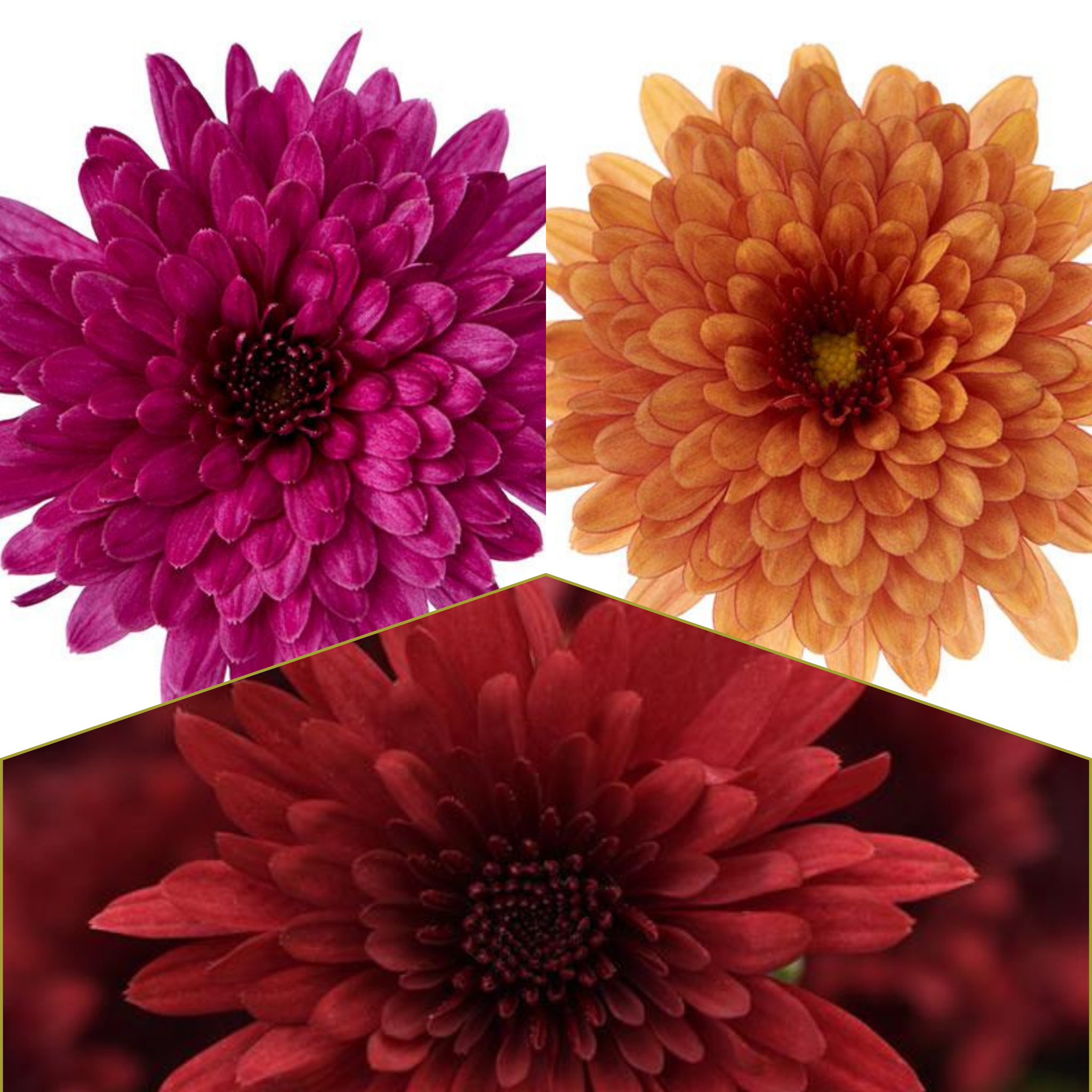 Morgana Tricolor (Mix 8) - 13" Garden Mum Hanging Basket