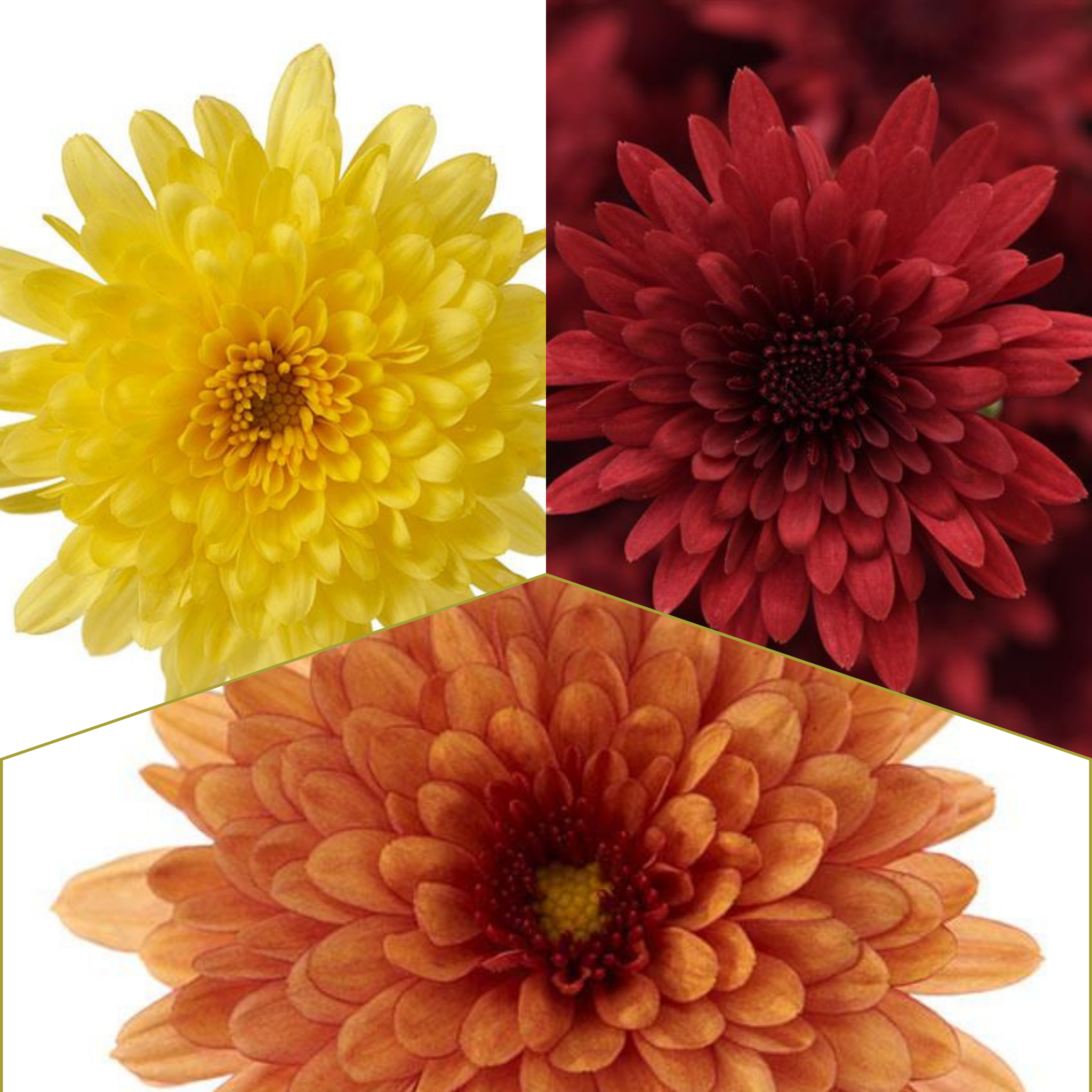 Morgana Tricolor (Mix 8) - 10" Potted Garden Mum