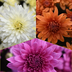 Tribeca Tricolor (Mix 4) - 14" Deco Pot Garden Mum