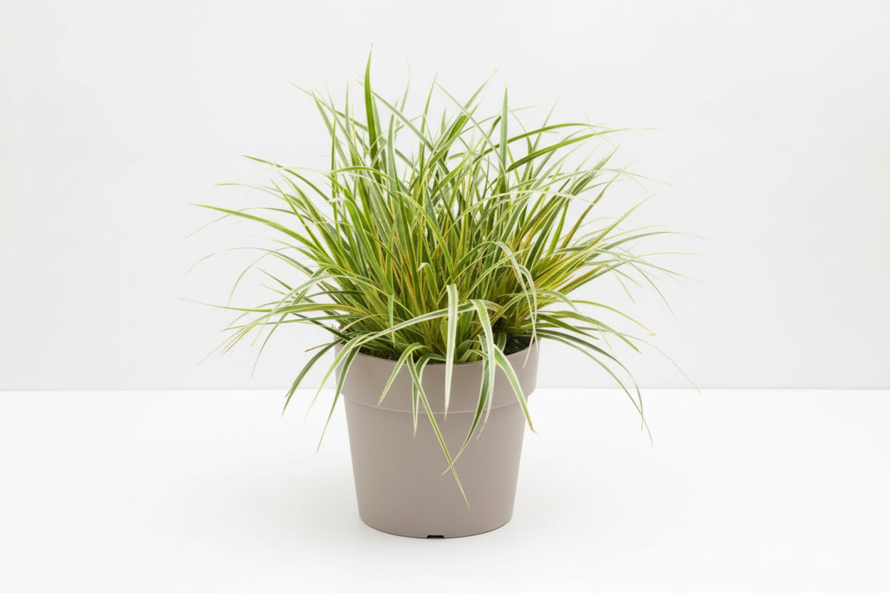 Carex Woodsedge Everglow