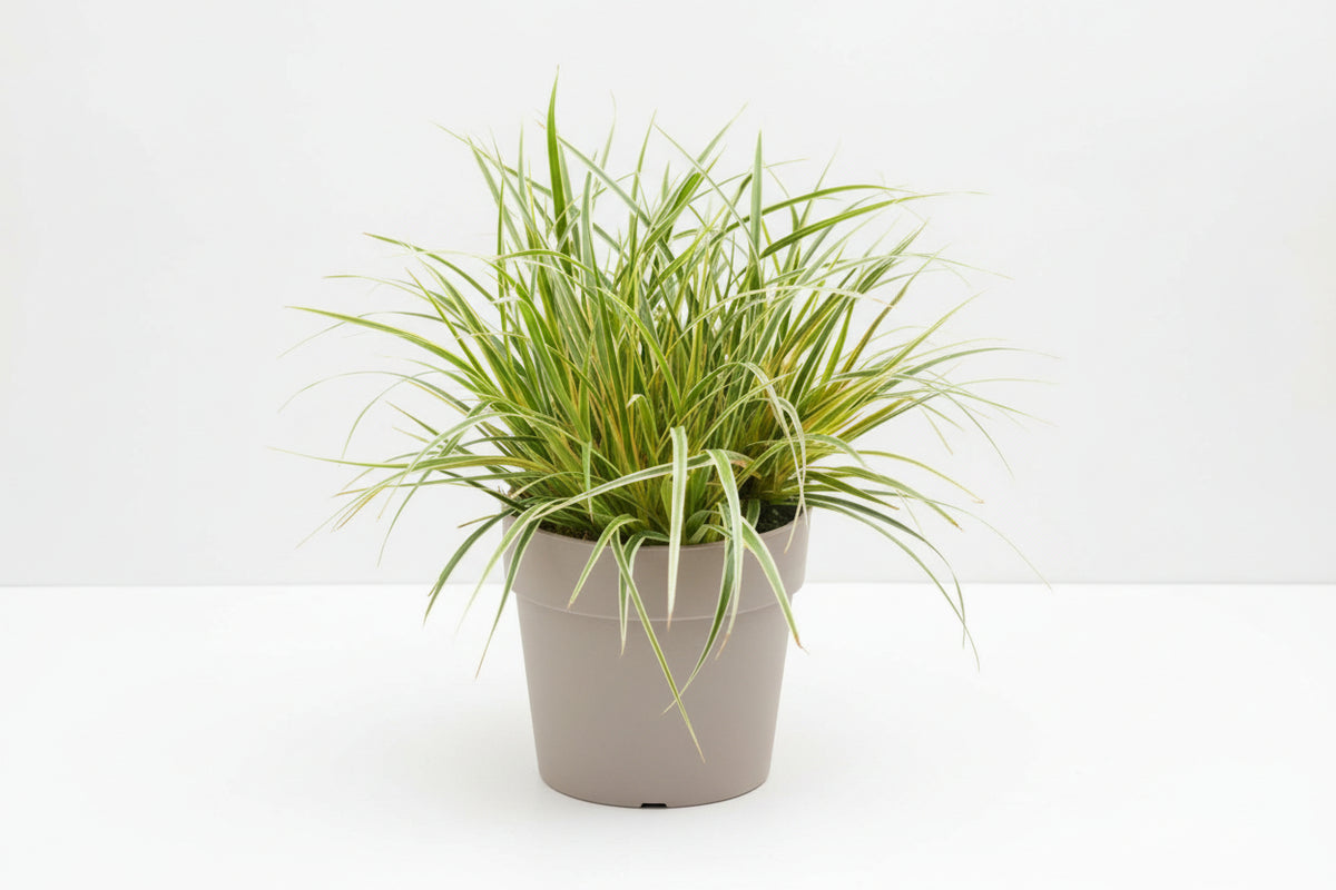 Carex Woodsedge Everglow