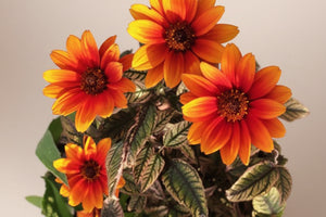 Heliopsis False Sunflower Orange Marble