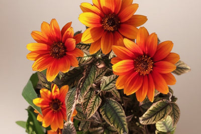 Heliopsis False Sunflower Orange Marble