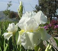 Iris Flags Glowing Seraphin