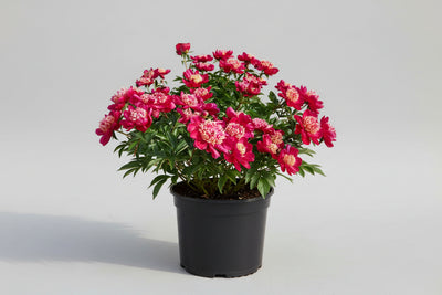Paeonia Peony Nippon Beauty