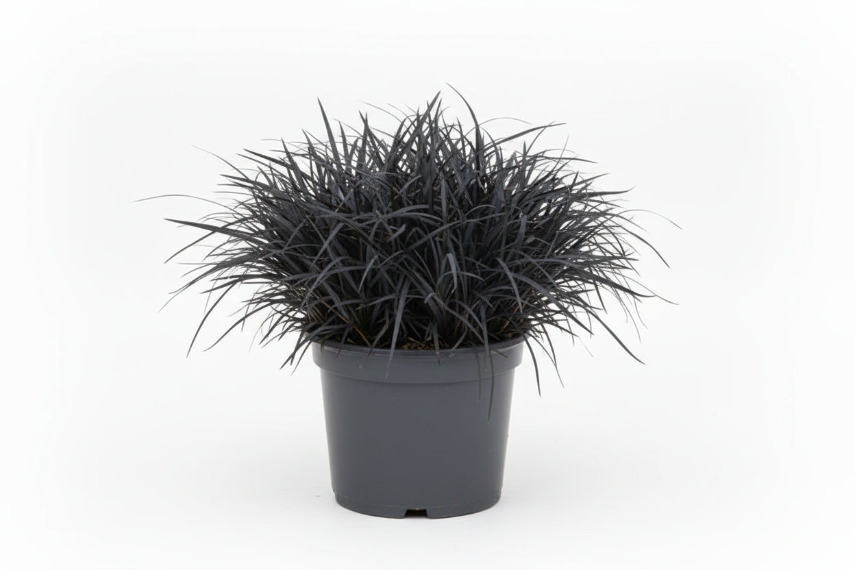 Ophiopogon Mondo Grass Black Mondo
