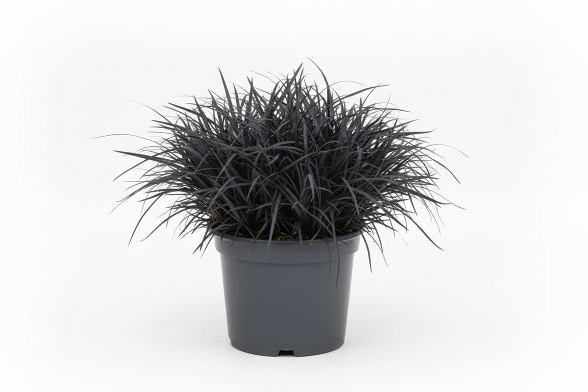 Ophiopogon Mondo Grass Black Mondo