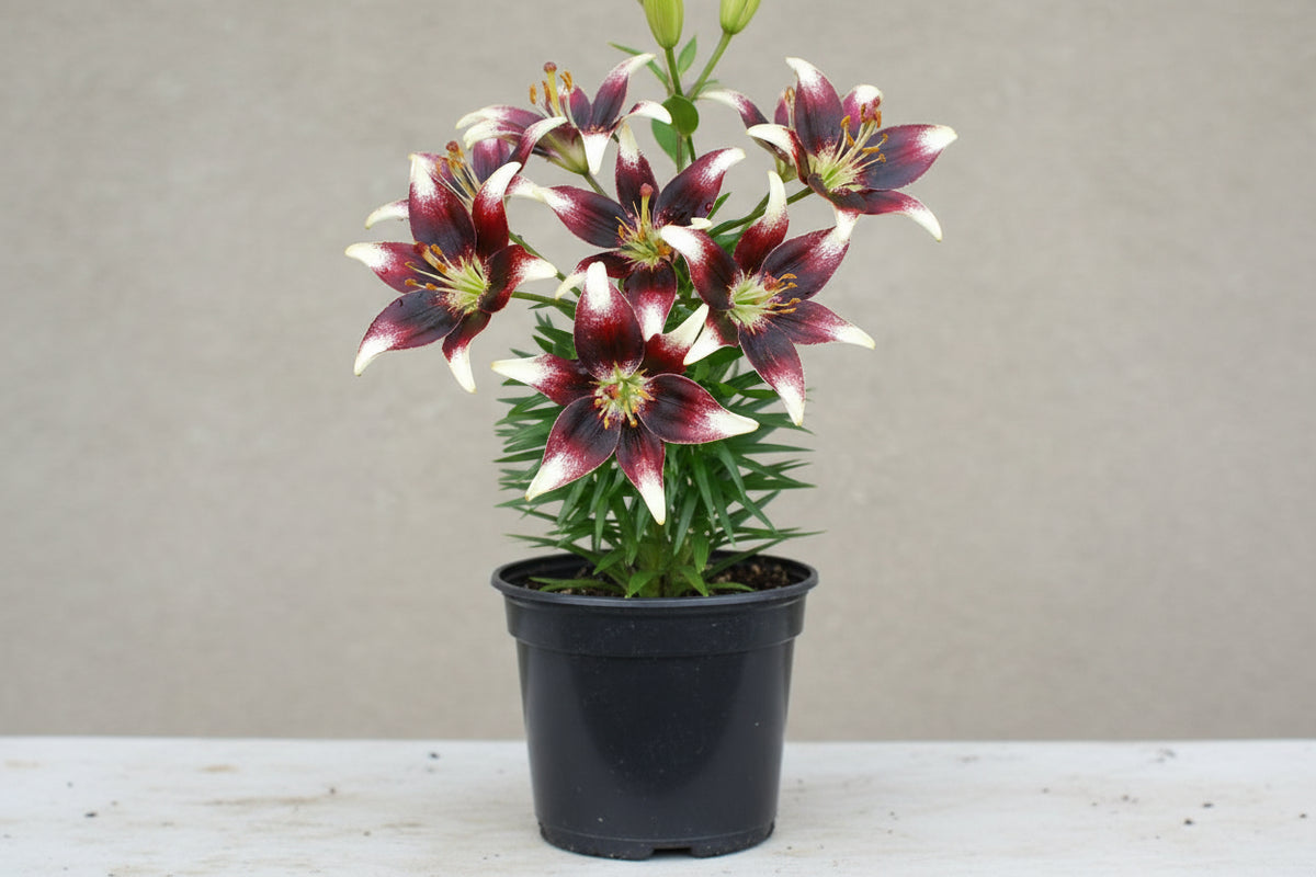 Lilium Lily Netty's Pride